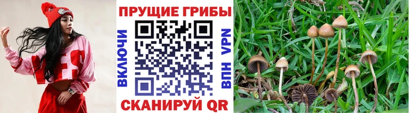 где продают   гидра ONION  Псилоцибиновые грибы GOLDEN TEACHER  Мышкин 